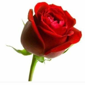 Meet your Posher, Sheila